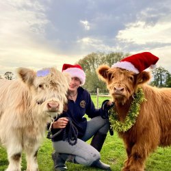 Highland Cow Wreath Making Experience ( 28th/29th November 2026 & 6th December 2026 )