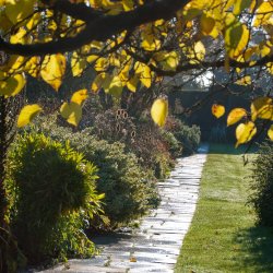 Bulbs, border design, editing and management Symposium-November 2026
