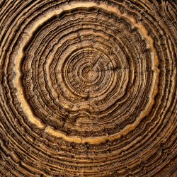 A close up of the core of a cut tree trunk