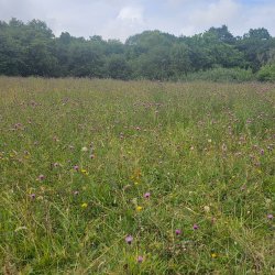 Dibbinsdale Nature Reserve Invertebrate Recording Day