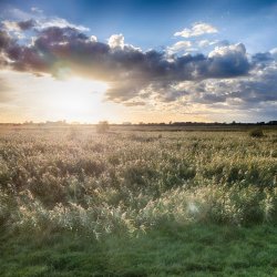 High Fen Wildland