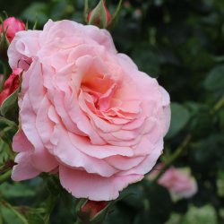 Rose Garden - dedicate a rose in memory of a loved one