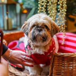 Shih Tzu Cafe Christmas - Liverpool
