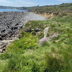 Walk: Trebarveth and Lowland Point, St Keverne with Charlie Johns