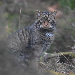 Eurowildcat Annual Conference