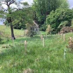 Woodland Maintenance @ Lower Alston, Ribchester