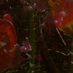 Flowers, as seen in Robert Todd's film "Spring Songs"