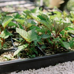 Native Plant Propagation Class: Wet Forest Species