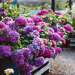 All About Hydrangeas