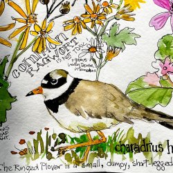 ringed plover