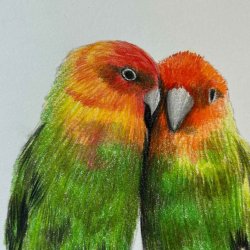 Lovebirds with Coloured Pencil - Jonathan Newey