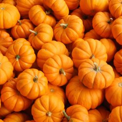 Pumpkin Paint & Sip at Fable Bar. & Co.
