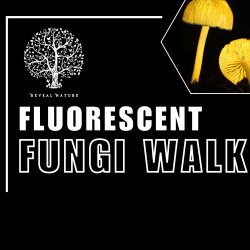 Fluorescent Fungi Dunollie Woods 2