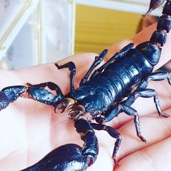 Spooktacular Spider & Scorpion Workshop