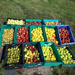 What to Do With All These Apples?