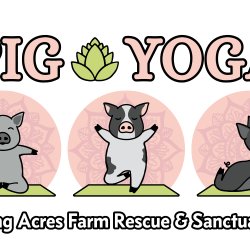 Pig Yoga
