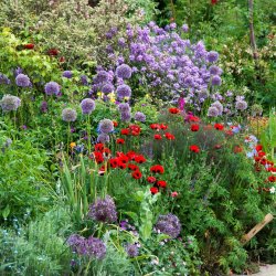 Planning and preparing your border for spring and summer