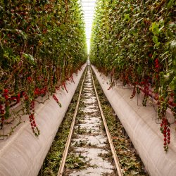 CEA & Indoor Farming 2026