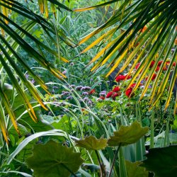 Gardening with subtropical plants