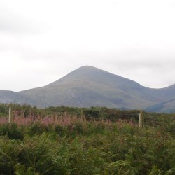 Botanical Skills NI: Exploring Sand Dune Botany at Murlough NR