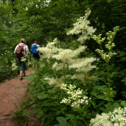 Guided Walk: Explore Plant Folklore