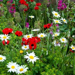 Behind the scenes at Great Dixter - June