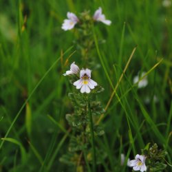 Botanical Skills NI: Outdoor Recording Session on Eyebright (Euphrasia) Field Identification