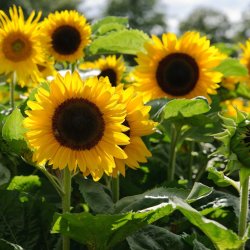 Weekend Sunflower MAZE Adventure! (Sunflower Maze, Fresh Cut Flowers, and Hay Wagon Ride!)