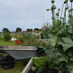 A photo of the community garden at Lauriston Farm, with a raised bed and a wheelbarrow in the foreground, and veg and flowers growing in it and beyond