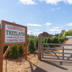 Thorntons' Treeland