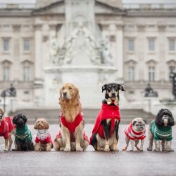 Rescue Dogs of London & Friends Christmas Jumper Parade Walk