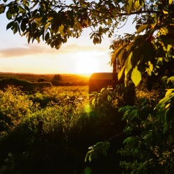 Yoga, Mindfulness & Nutrition Session £95pp (Day Retreat)Overnight stay option🌿 Click here