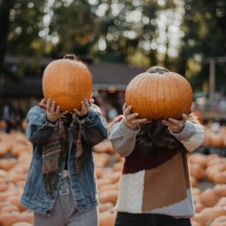 Russborough House Pumpkin Patch