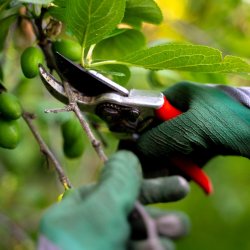 Summer Pruning