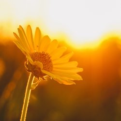 Summer Concert : Rossini Petite Messe Solennelle