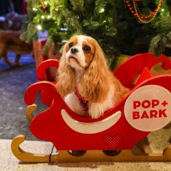 Cavalier Cafe Christmas - Birmingham