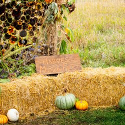Harvest Moon Fest 2026