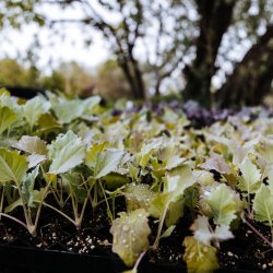 Elk Run Farm Volunteer Days