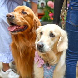 Golden Retriever Cafe - London