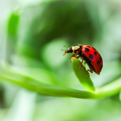 Ladybird on a leaf Image by Alexa from Pixabay