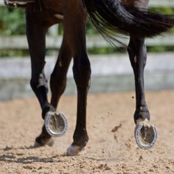Every Stride Counts - The Link Between Surface Maintenance, Biomechanics and Horse Soundness
