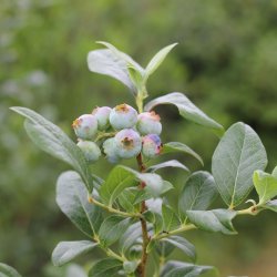 Introduction to Field Botany with Claudia Nagy