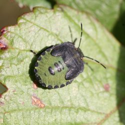 An Introduction to Shieldbugs and other True Bugs