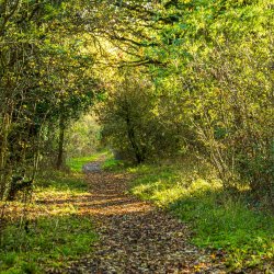 Maldon Wycke nature reserve credit @ Walk it local MDC