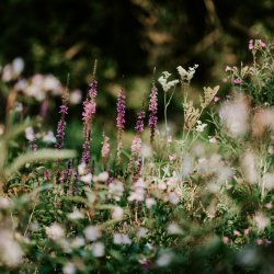 Wildflowers blooming in a soft, romantic garden