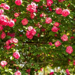 A visit to Moorwood: National Collection of Rambler Roses