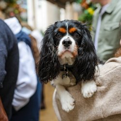 Cavalier Cafe - Surrey