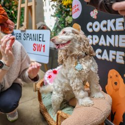 Cocker Spaniel Cafe - Surrey