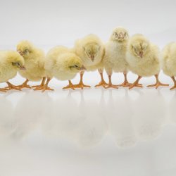 group of chicks standing together