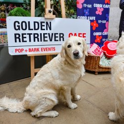 Golden Retriever Cafe - Oxford